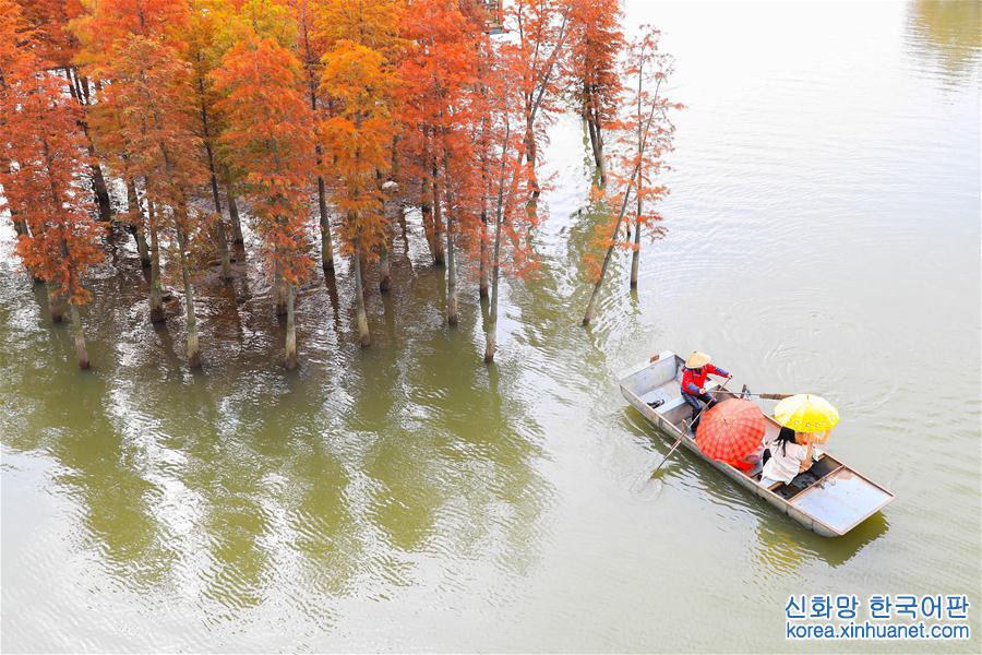 #（美丽中国）（2）水上森林画中游