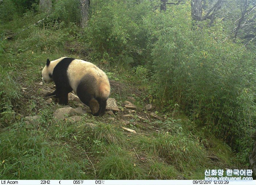 （图文互动）（3）直击国宝核心“生活区”——甘肃白水江保护区探秘野生大熊猫 