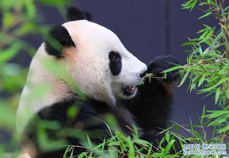（国际·年终报道）（1）萌动全球的大熊猫