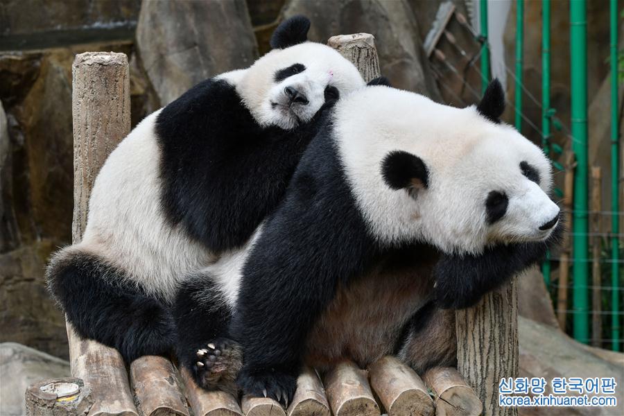 （国际·年终报道）（2）萌动全球的大熊猫