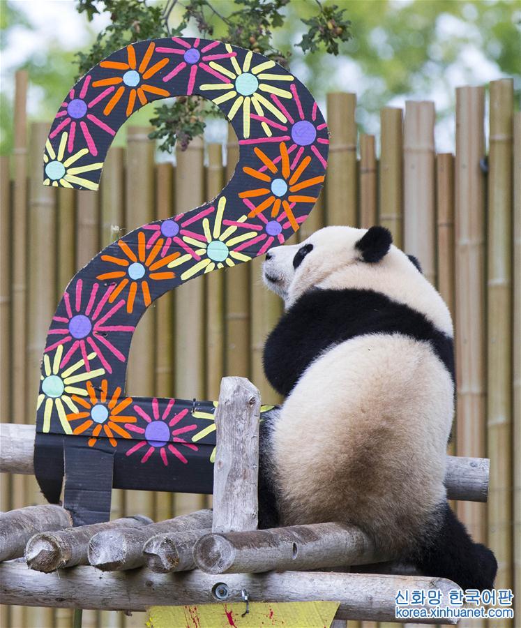 （国际·年终报道）（5）萌动全球的大熊猫