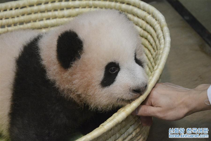 （国际·年终报道）（7）萌动全球的大熊猫
