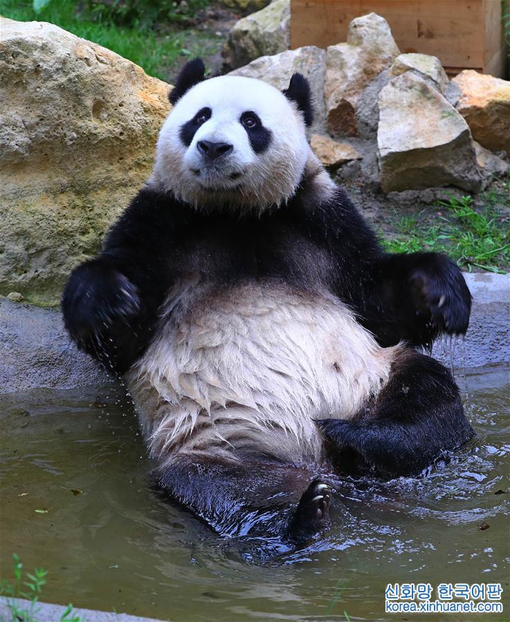 （国际·年终报道）（8）萌动全球的大熊猫