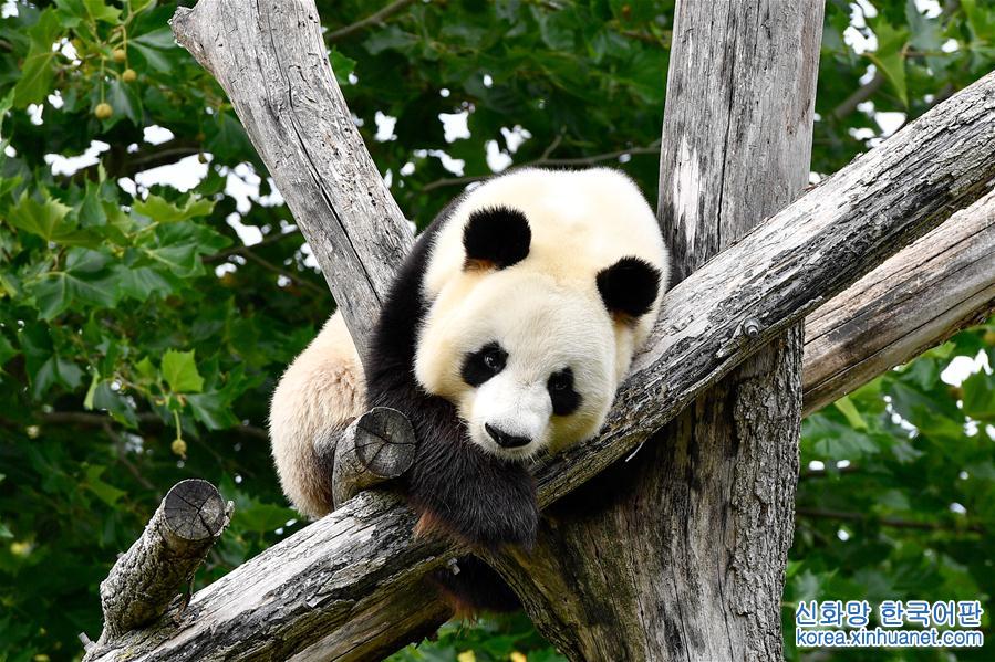 （国际·年终报道）（9）萌动全球的大熊猫