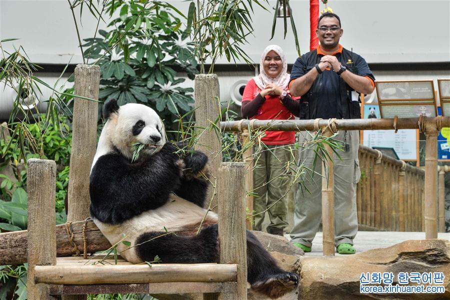 （国际·年终报道）（14）萌动全球的大熊猫