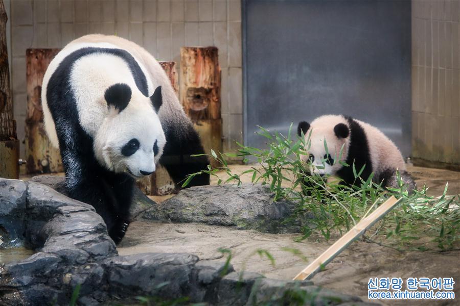 （国际）（1）大熊猫幼崽“香香”亮相东京上野动物园 