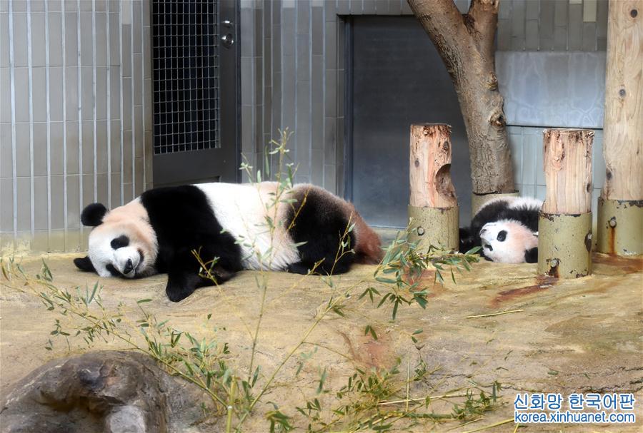 （国际）（2）大熊猫幼崽“香香”亮相东京上野动物园 