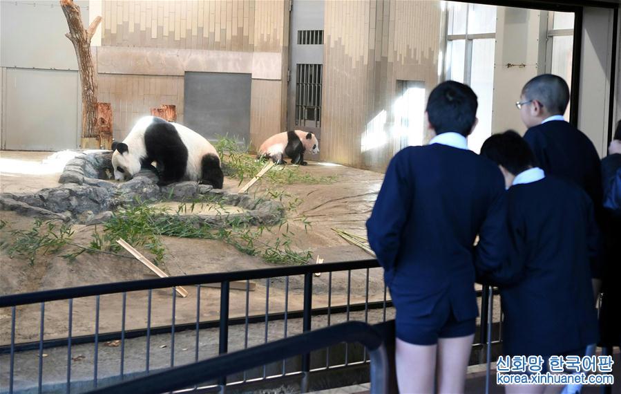 （国际）（3）大熊猫幼崽“香香”亮相东京上野动物园 