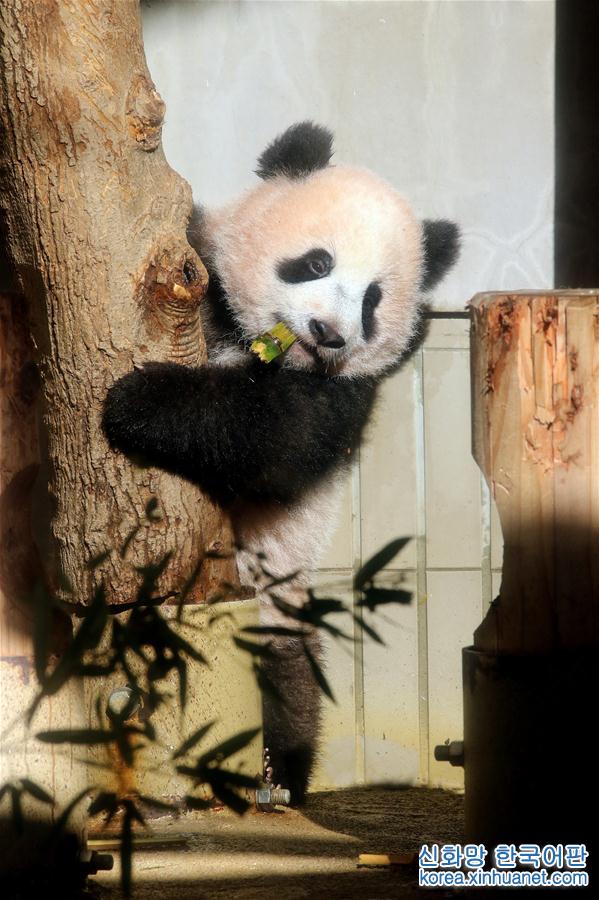 （国际）（4）大熊猫幼崽“香香”亮相东京上野动物园 