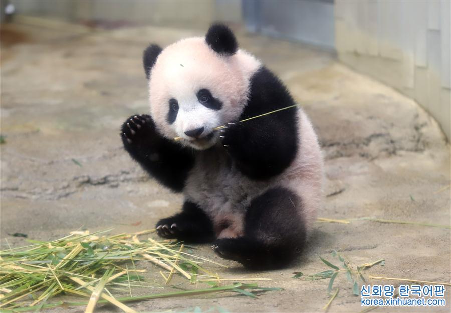 （国际）（5）大熊猫幼崽“香香”亮相东京上野动物园 
