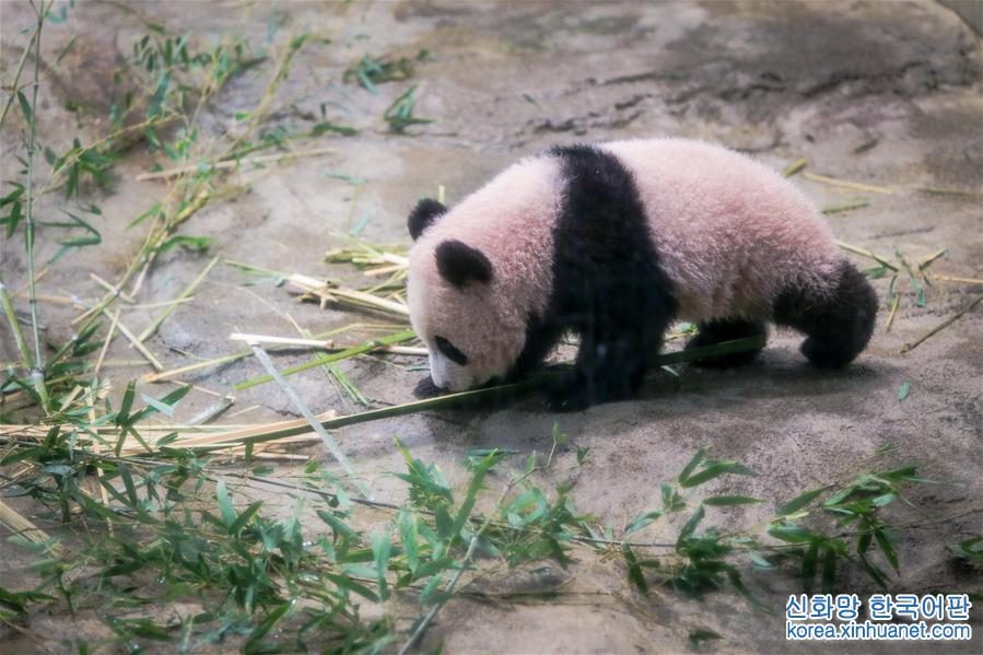 （国际）（6）大熊猫幼崽“香香”亮相东京上野动物园 
