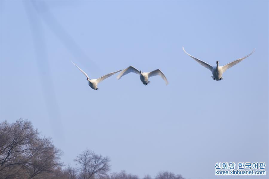 （新華視界）（3）新疆：白天鵝“冬戀”伊犁河谷