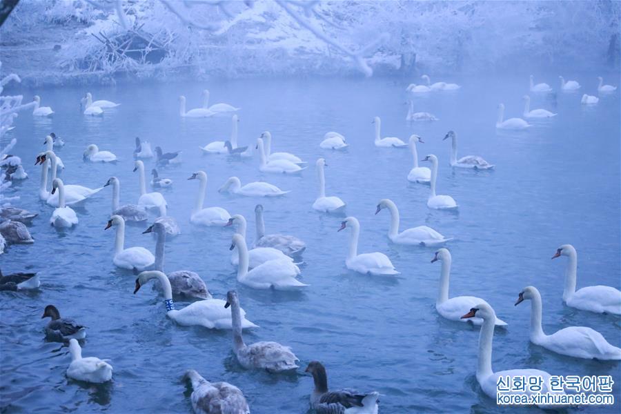 （新华视界）（6）新疆：白天鹅“冬恋”伊犁河谷