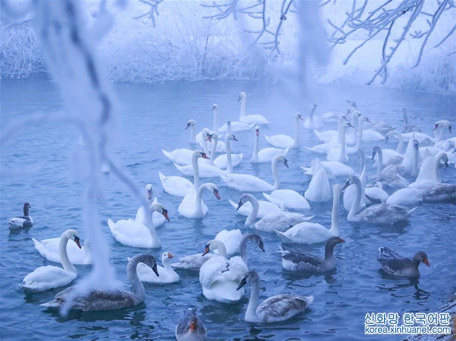 （新華視界）（1）新疆：白天鵝“冬戀”伊犁河谷