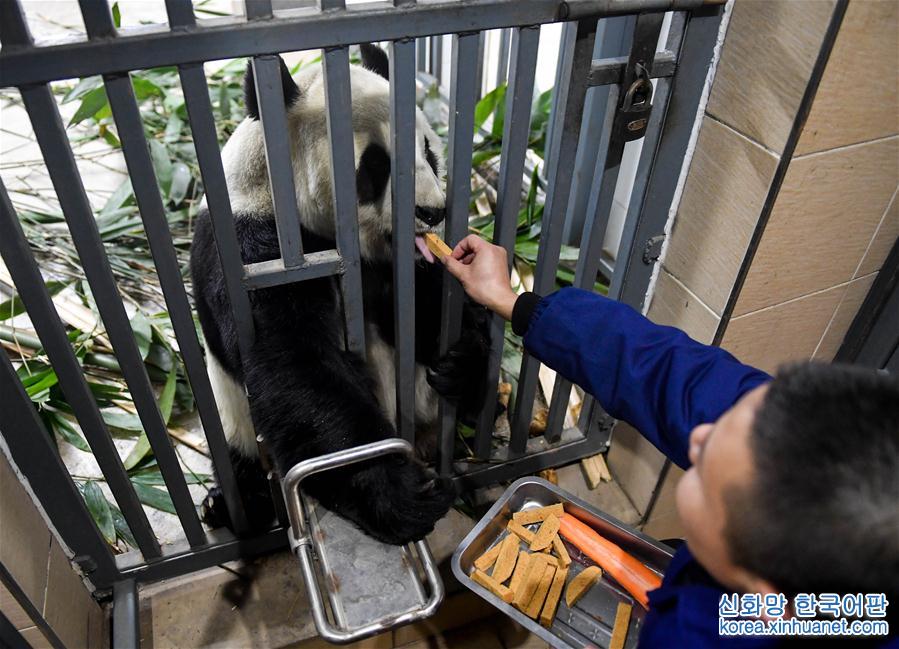 （社会）（1）大熊猫的冬日生活