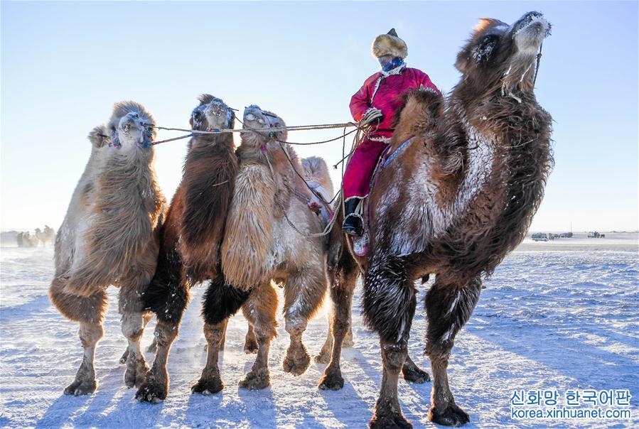 （社会）（6）冰雪草原上的骆驼文化节