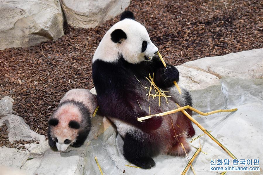 （国际）（3）大熊猫宝宝“圆梦”正式与法国公众见面