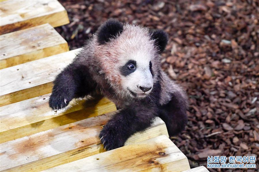 （国际）（4）大熊猫宝宝“圆梦”正式与法国公众见面