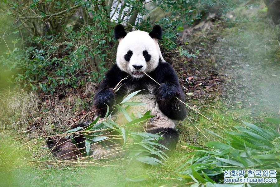 （国际）（6）大熊猫宝宝“圆梦”正式与法国公众见面