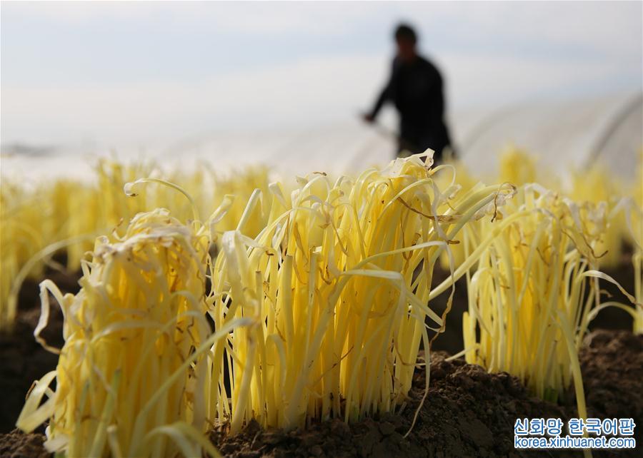 #（經濟）（3）江蘇海安：韭黃助力農民增收