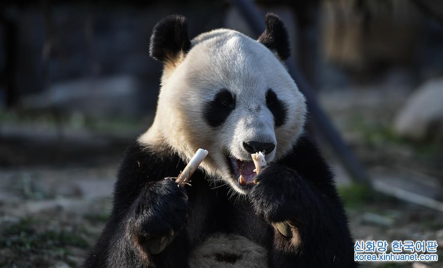 （社会）（1）大熊猫“华豹”“金宝宝”启程前往芬兰