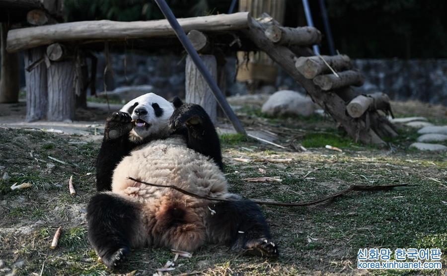 （社会）（2）大熊猫“华豹”“金宝宝”启程前往芬兰