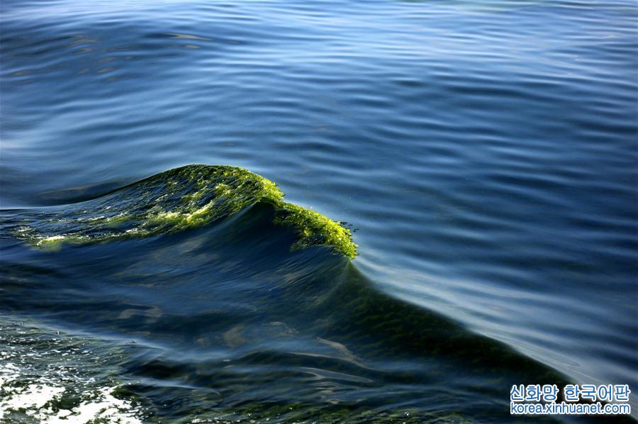 （科技）（2）莫克兰海沟现藻华现象