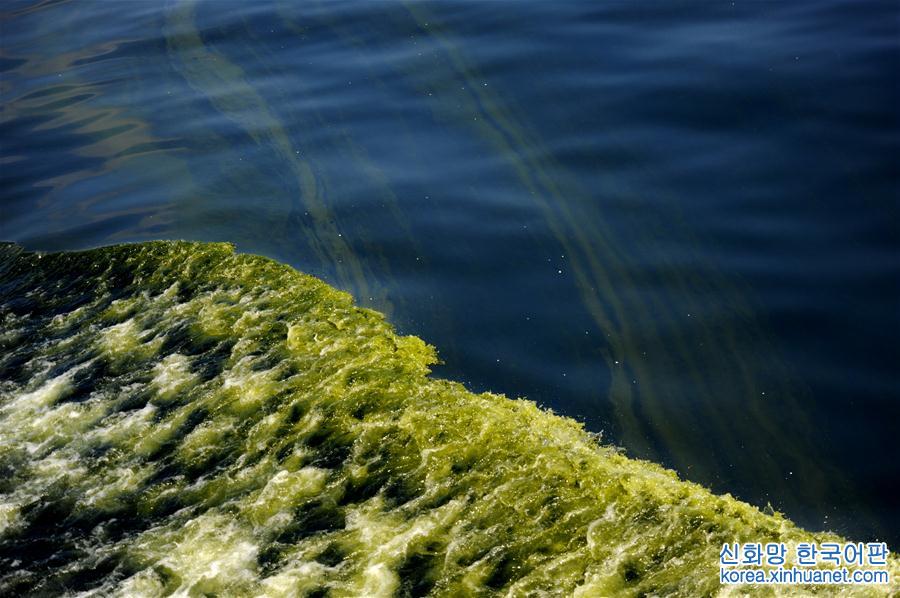 （科技）（3）莫克兰海沟现藻华现象