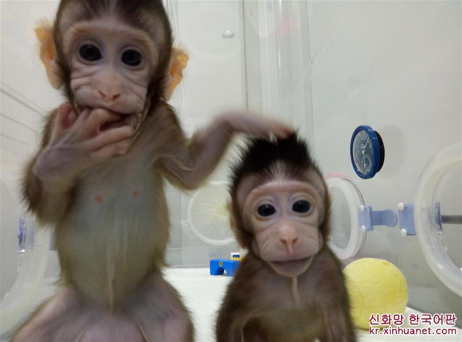 （科技）（1）世界生命科学重大突破！ 两只克隆猴在中国诞生