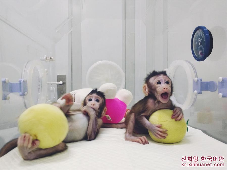 （科技）（4）世界生命科学重大突破！ 两只克隆猴在中国诞生