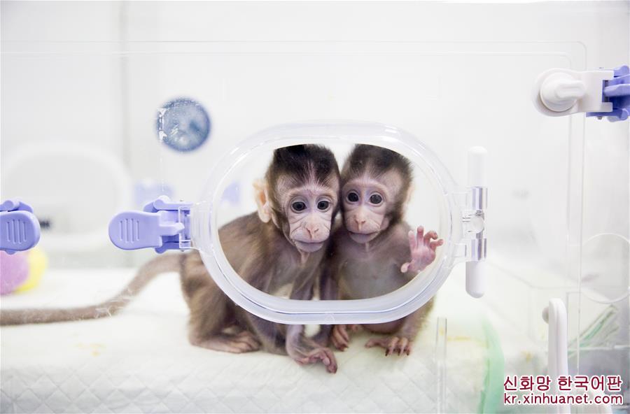 （科技）（12）世界生命科学重大突破！ 两只克隆猴在中国诞生