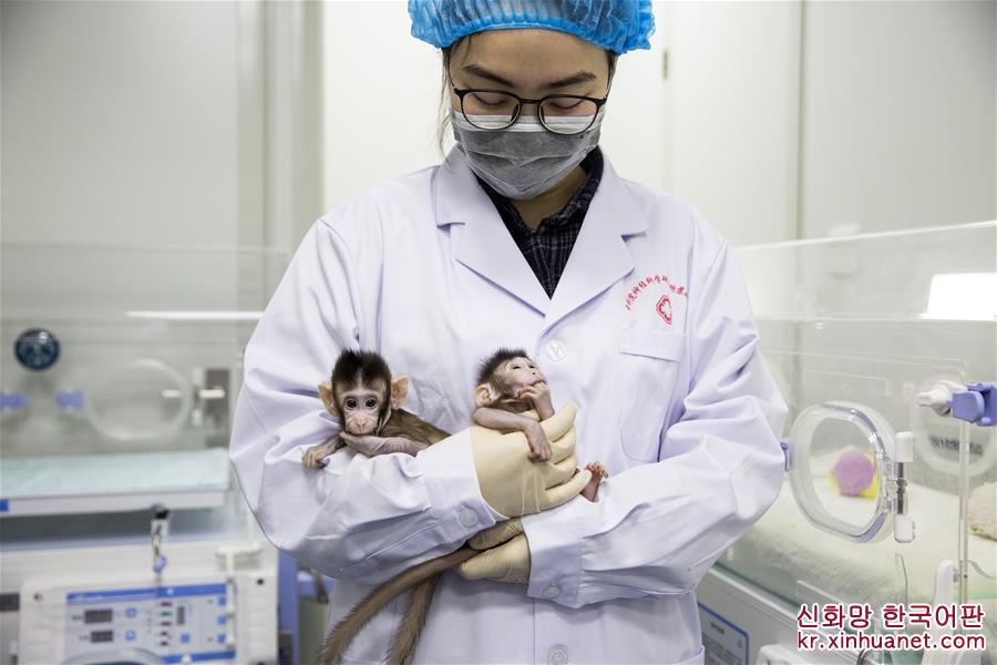 （新华视界）（4）世界生命科学重大突破！ 两只克隆猴在中国诞生