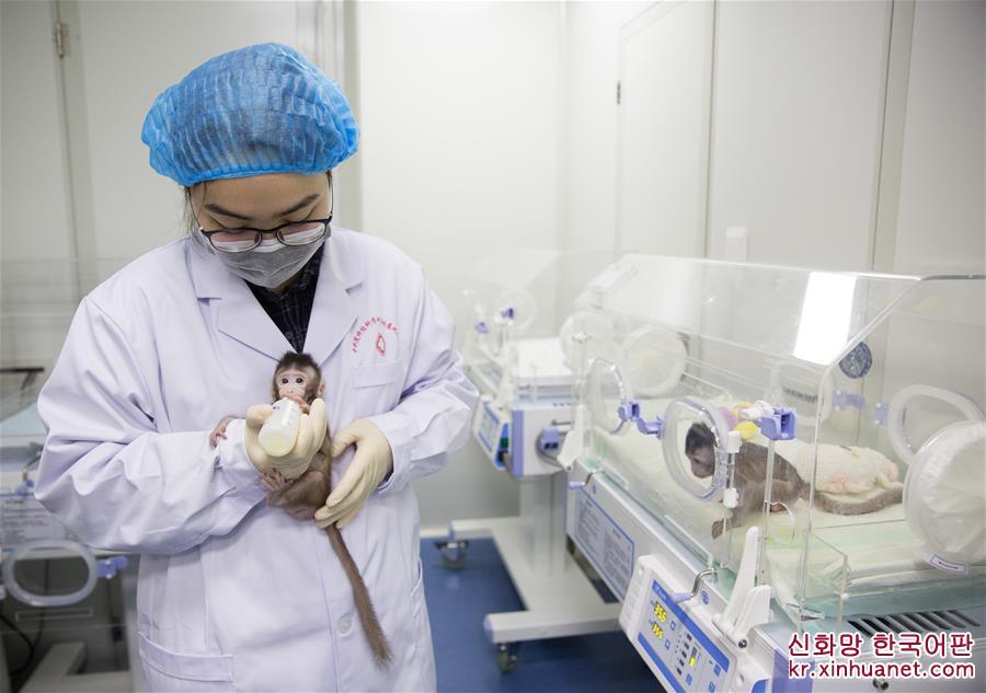 （新华视界）（3）世界生命科学重大突破！ 两只克隆猴在中国诞生