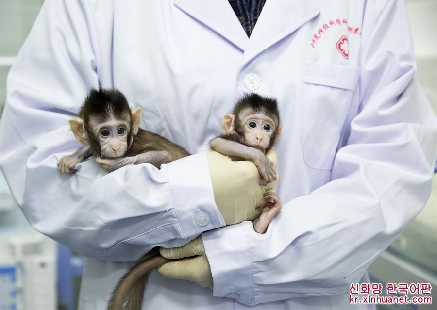 （新华视界）（5）世界生命科学重大突破！ 两只克隆猴在中国诞生