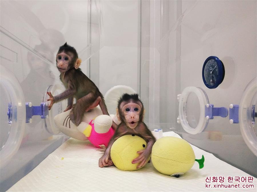 （新华视界）（1）世界生命科学重大突破！ 两只克隆猴在中国诞生