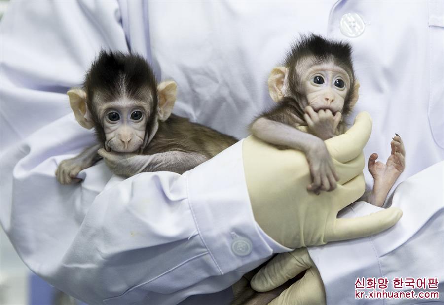 （科技）（14）世界生命科学重大突破！ 两只克隆猴在中国诞生