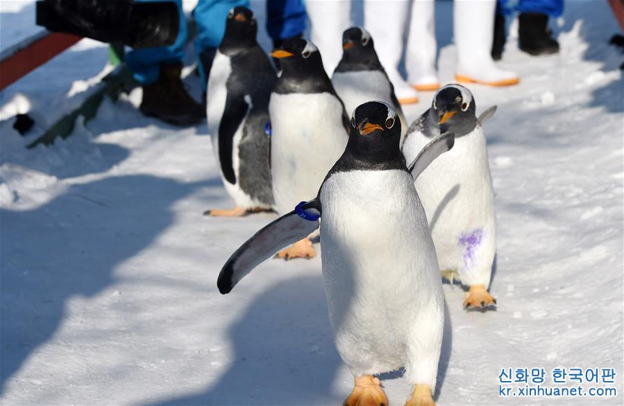 （社会）（1）哈尔滨极地馆企鹅：“外边这么冷，我想去看看！”