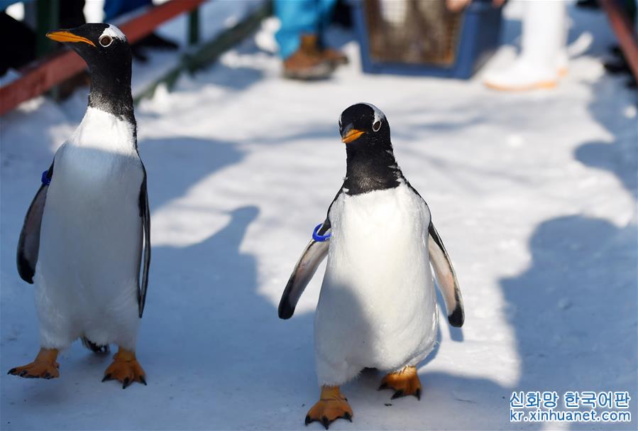 （社会）（2）哈尔滨极地馆企鹅：“外边这么冷，我想去看看！”