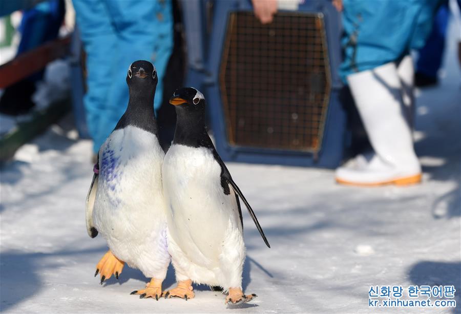 （社会）（3）哈尔滨极地馆企鹅：“外边这么冷，我想去看看！”