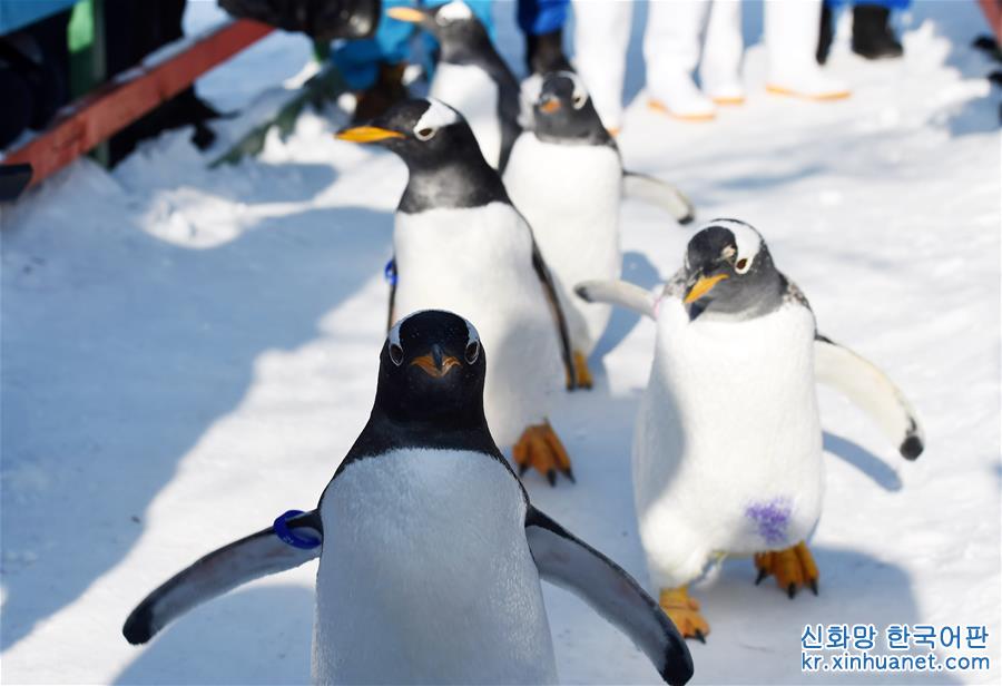 （社会）（4）哈尔滨极地馆企鹅：“外边这么冷，我想去看看！”