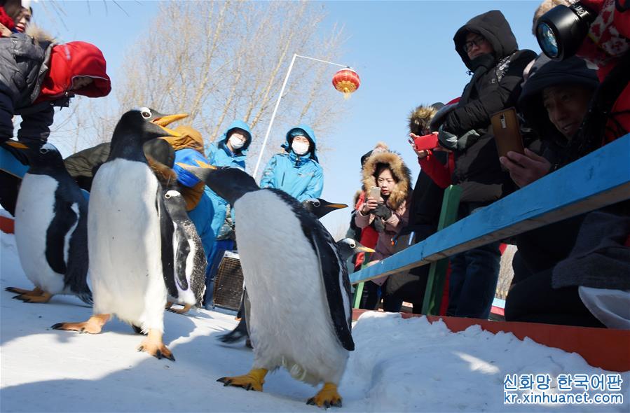 （社会）（6）哈尔滨极地馆企鹅：“外边这么冷，我想去看看！”