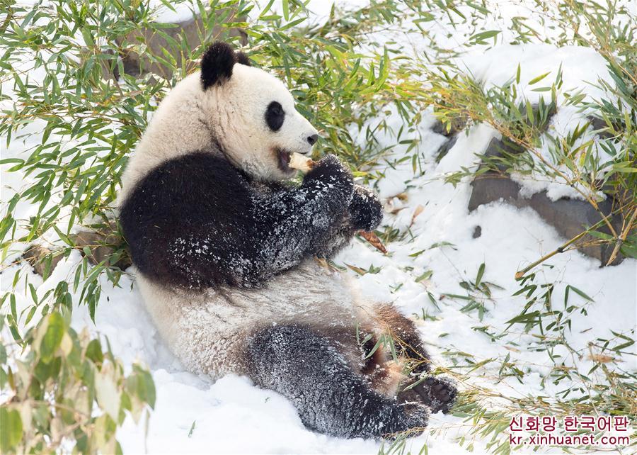 #（环境）（3）熊猫“戏”雪