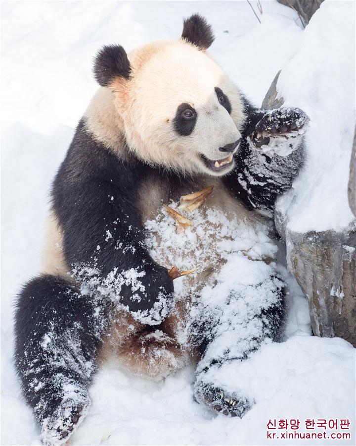 #（环境）（4）熊猫“戏”雪