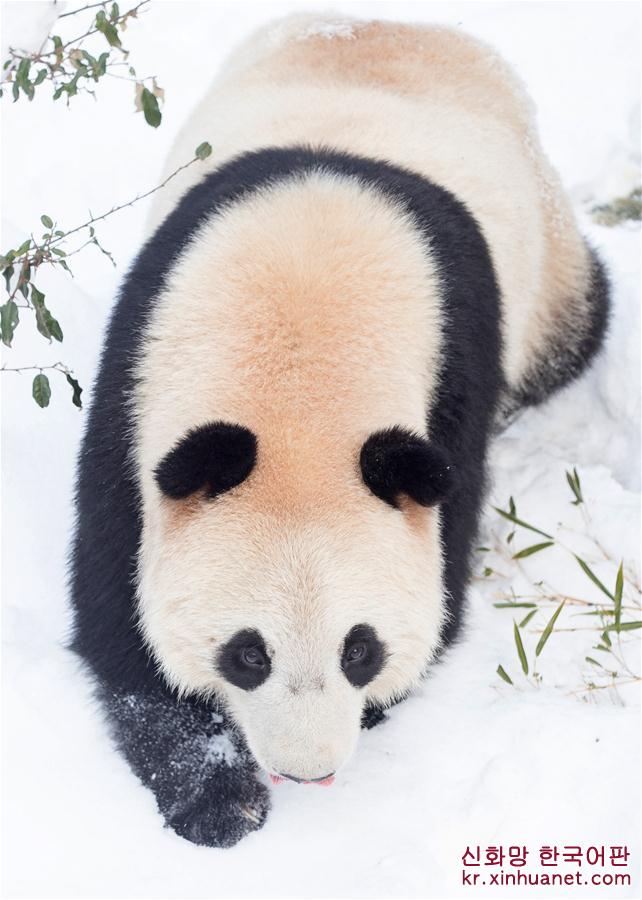 #（环境）（5）熊猫“戏”雪