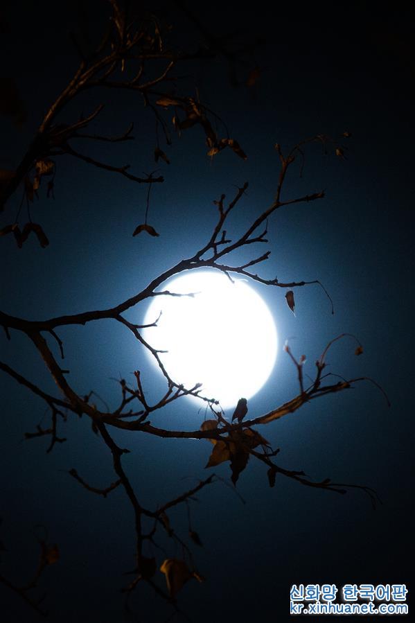 （社会）（29）天幕上演月全食美景 华夏共度“红月亮之夜”
