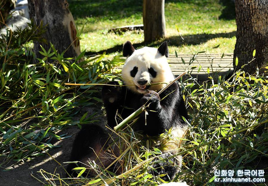 （國際）（2）中西兩國續簽大熊貓合作研究協議