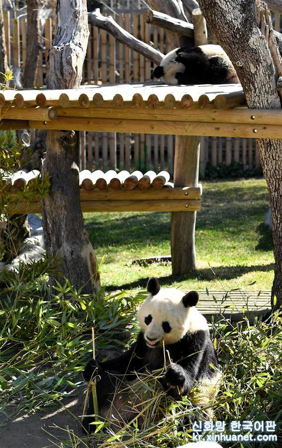 （國際）（3）中西兩國續簽大熊貓合作研究協議