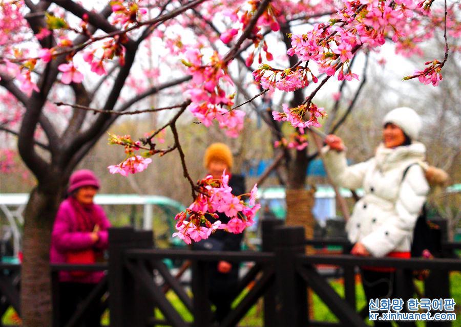 （社会）（1）上海樱花节即将揭幕