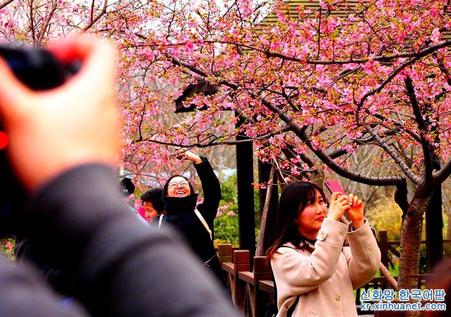 （社會）（3）上海櫻花節即將揭幕