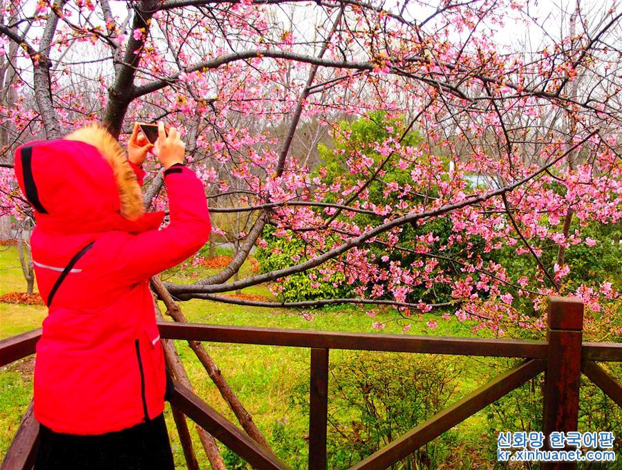 （社会）（4）上海樱花节即将揭幕